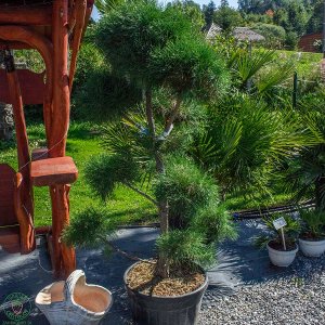 Borovica lesná Pinus Sylvestris (-30°C) - výška 130-160 cm, kont. C55L - POMPONS